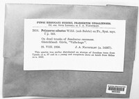 Bjerkandera adusta image